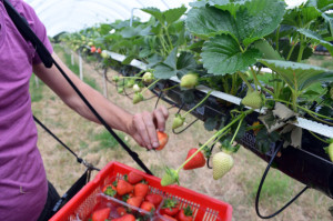 Picking the Strawberries 1 copy